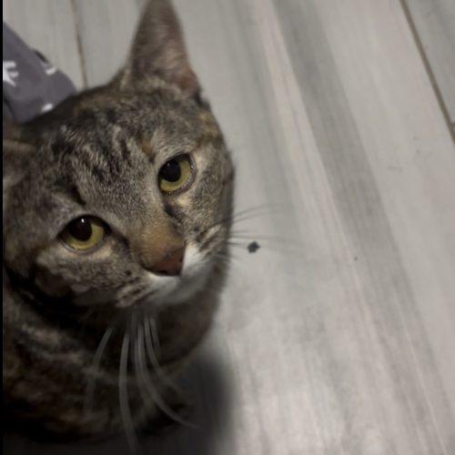 Penelope, a Adoptable Domestic Short Hair in Kirksville, MO image 5/6