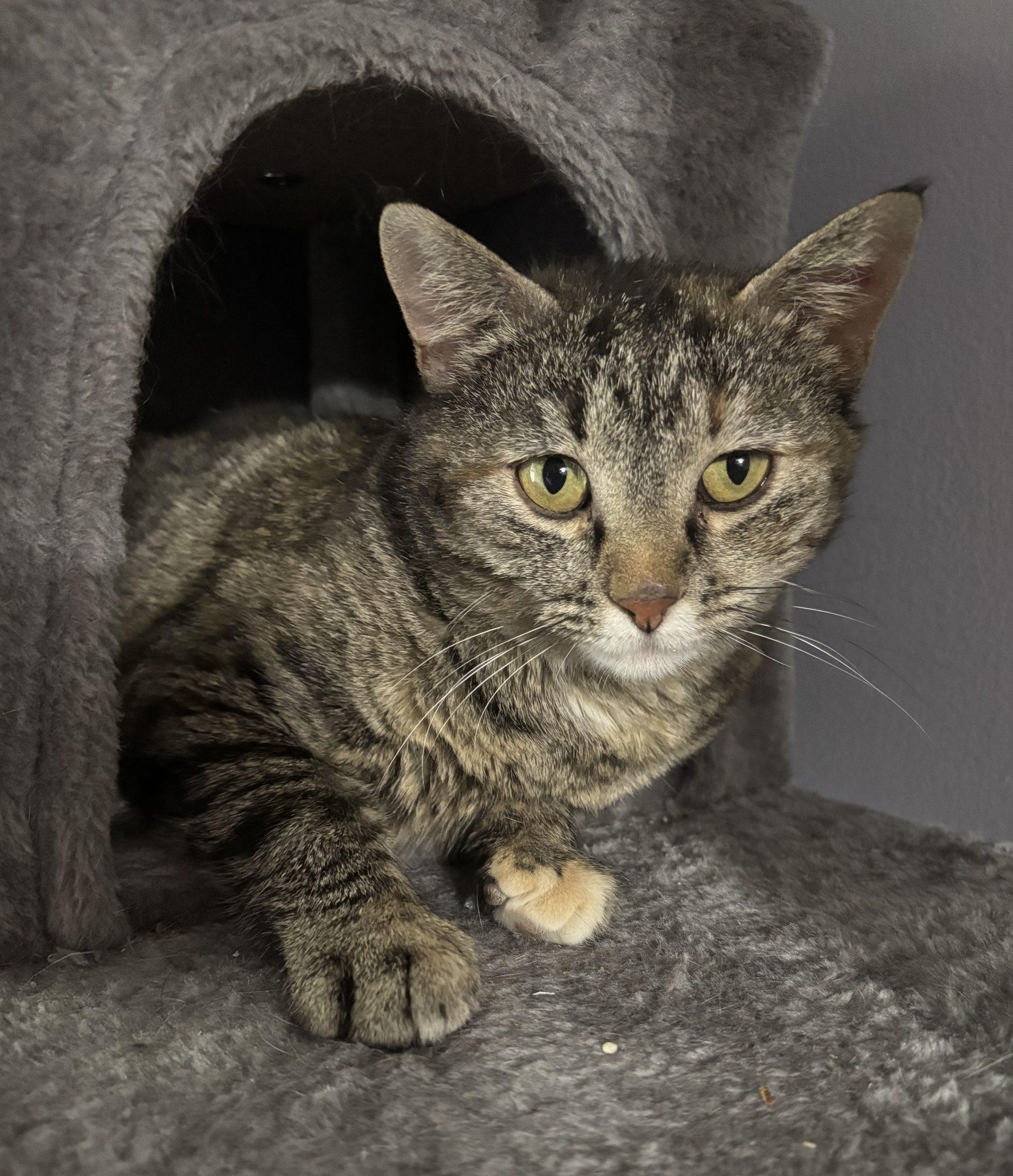 Penelope, a Adoptable Domestic Short Hair in Kirksville, MO image 6/6