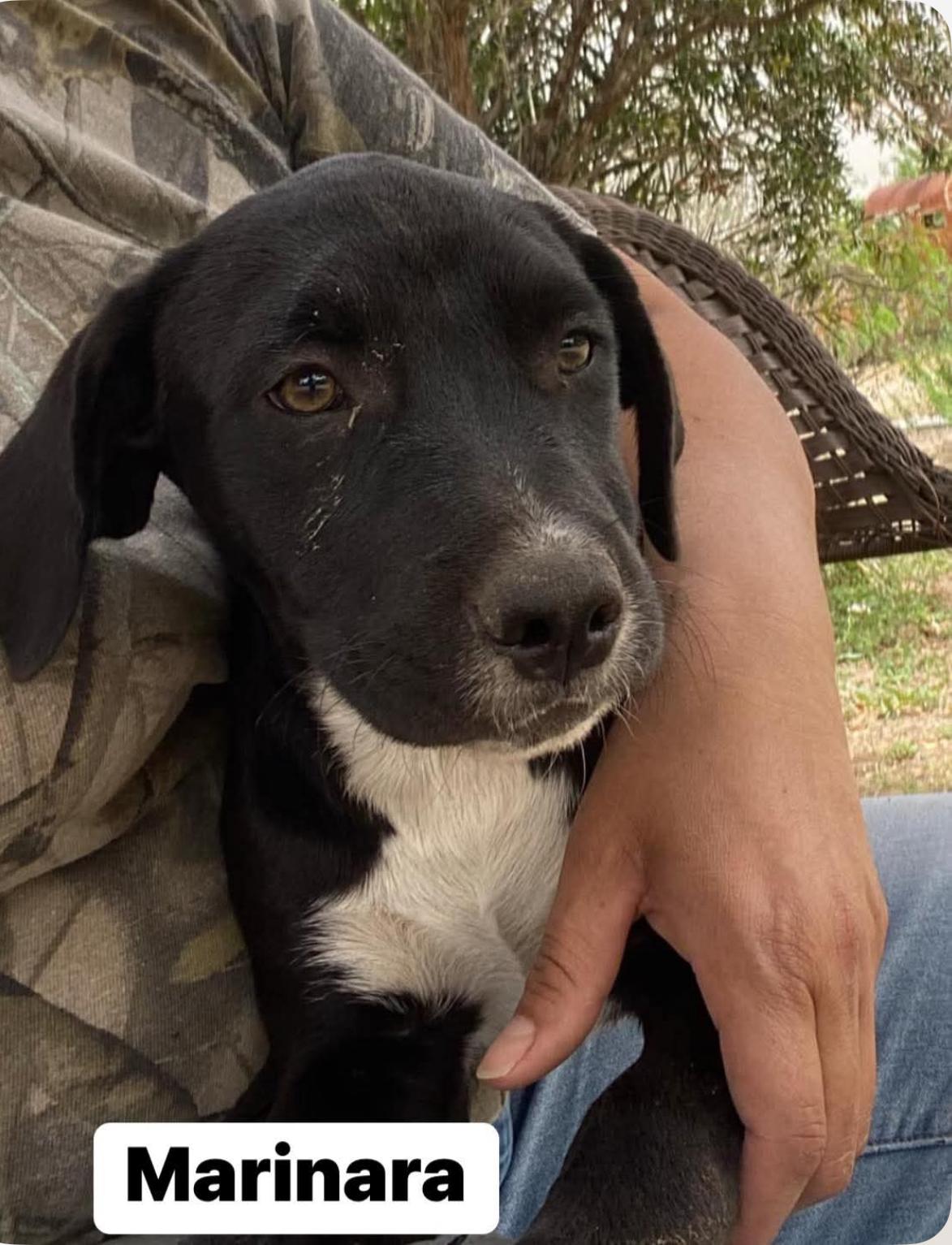 Marinara, a Adoptable mixed breed in Griswold, CT image 1/4