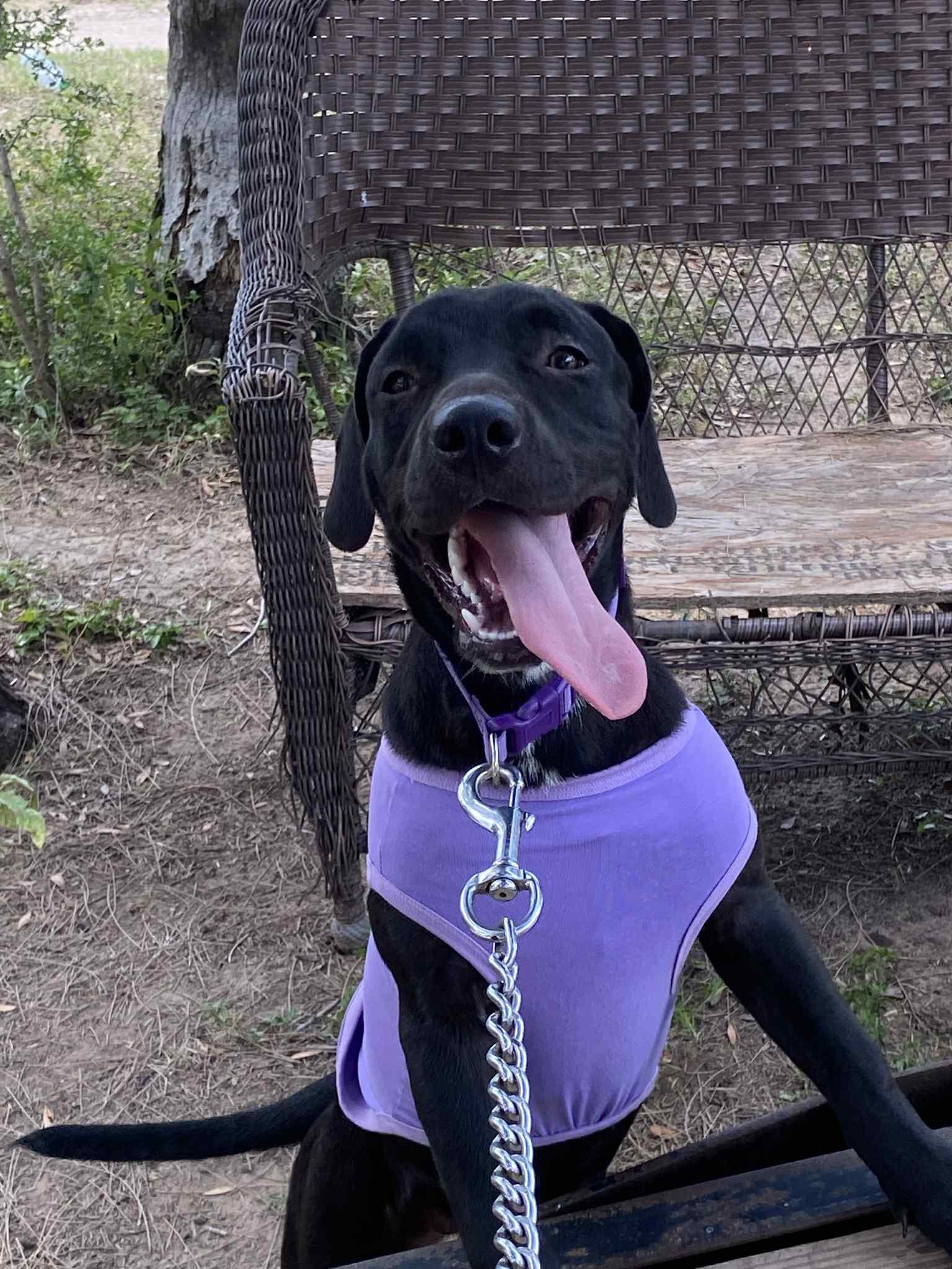 Marinara, a Adoptable mixed breed in Griswold, CT image 3/4