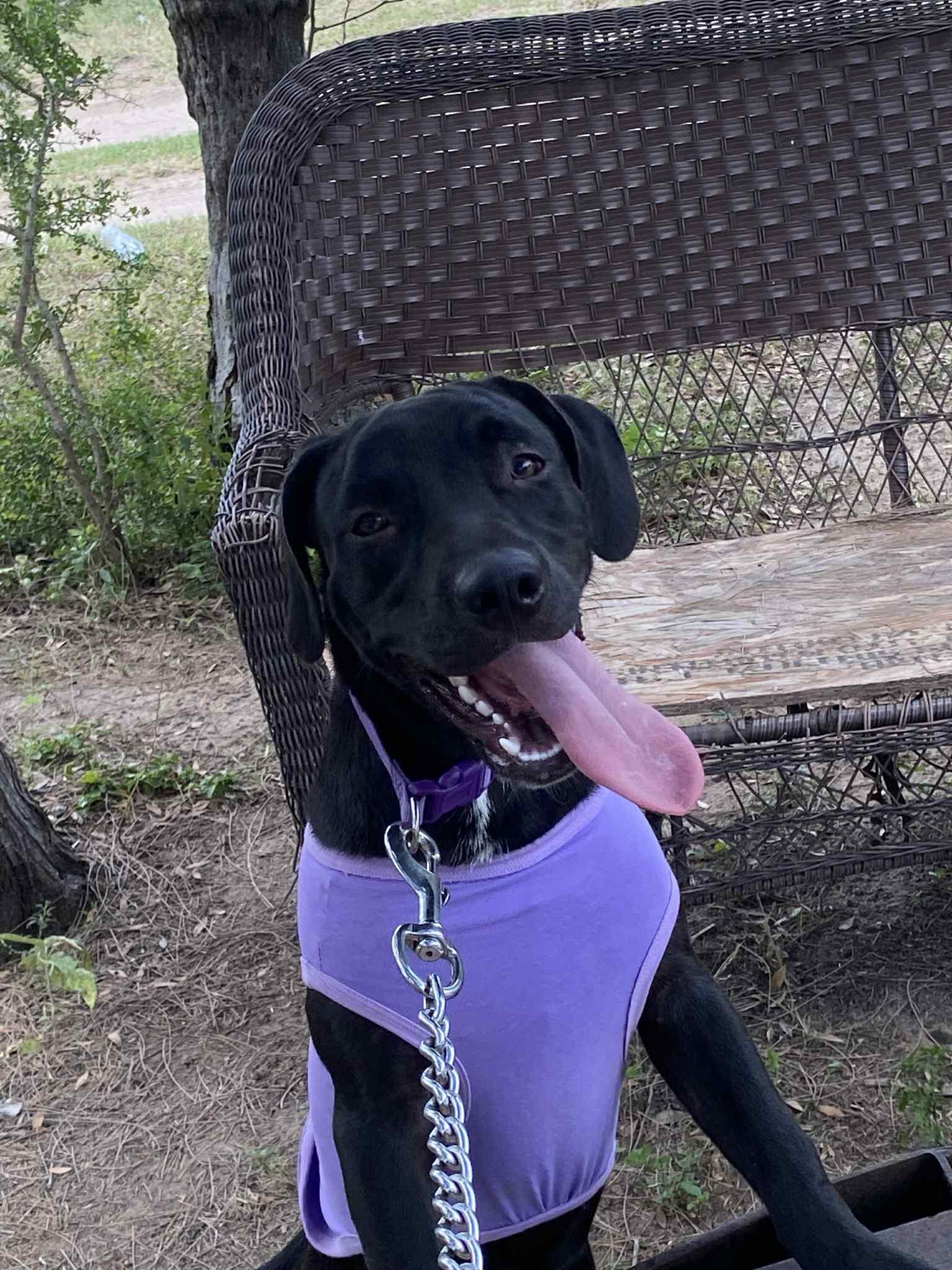 Marinara, a Adoptable mixed breed in Griswold, CT image 4/4