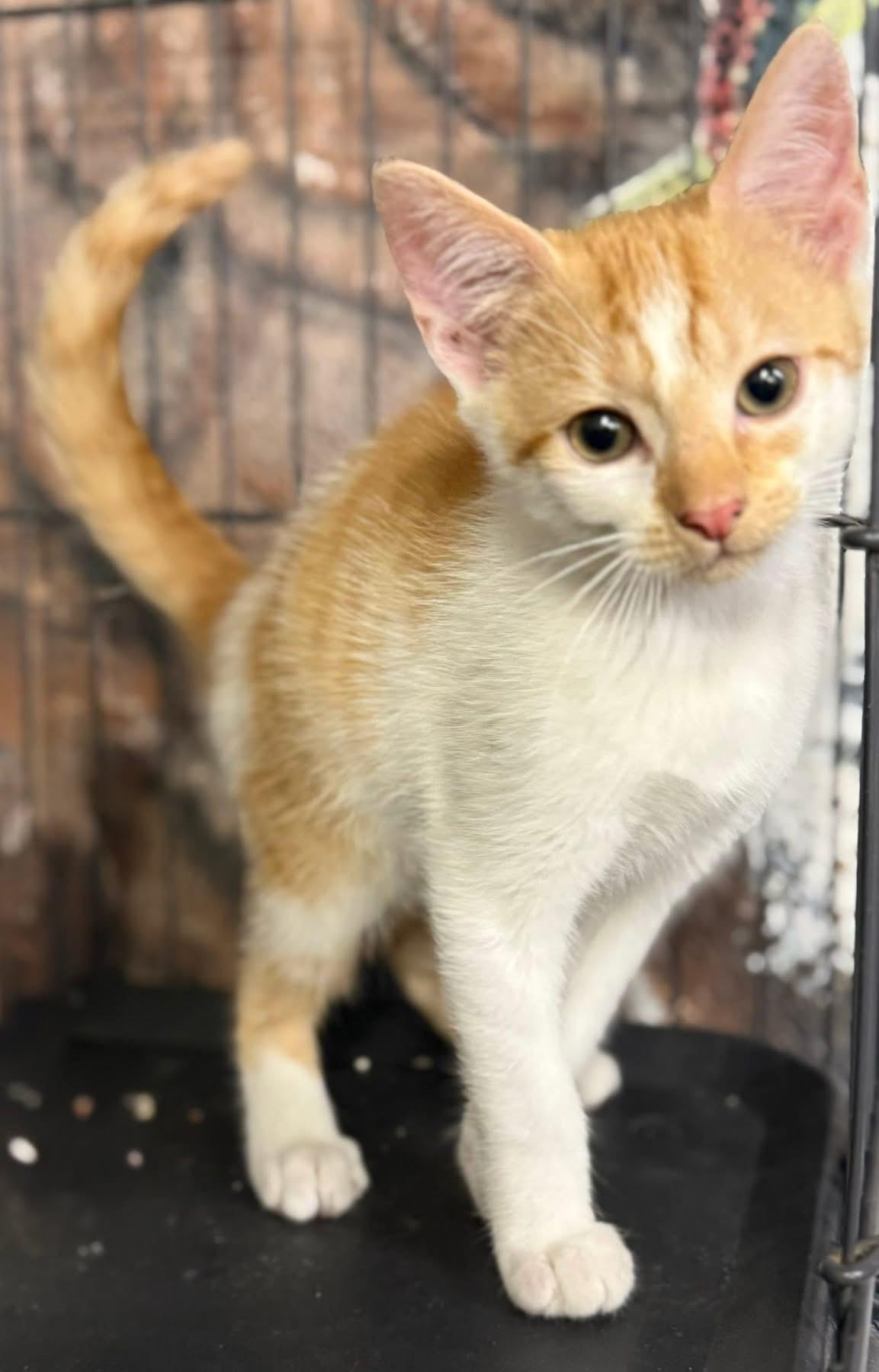 Paddy kitten, a Adoptable Domestic Short Hair in Jackson, GA image 2/2