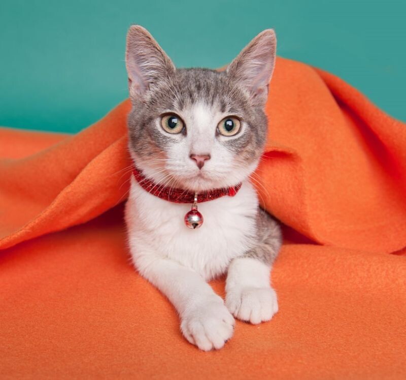 Cat for adoption Gilbert Green Gables, a Domestic Short Hair Mix in