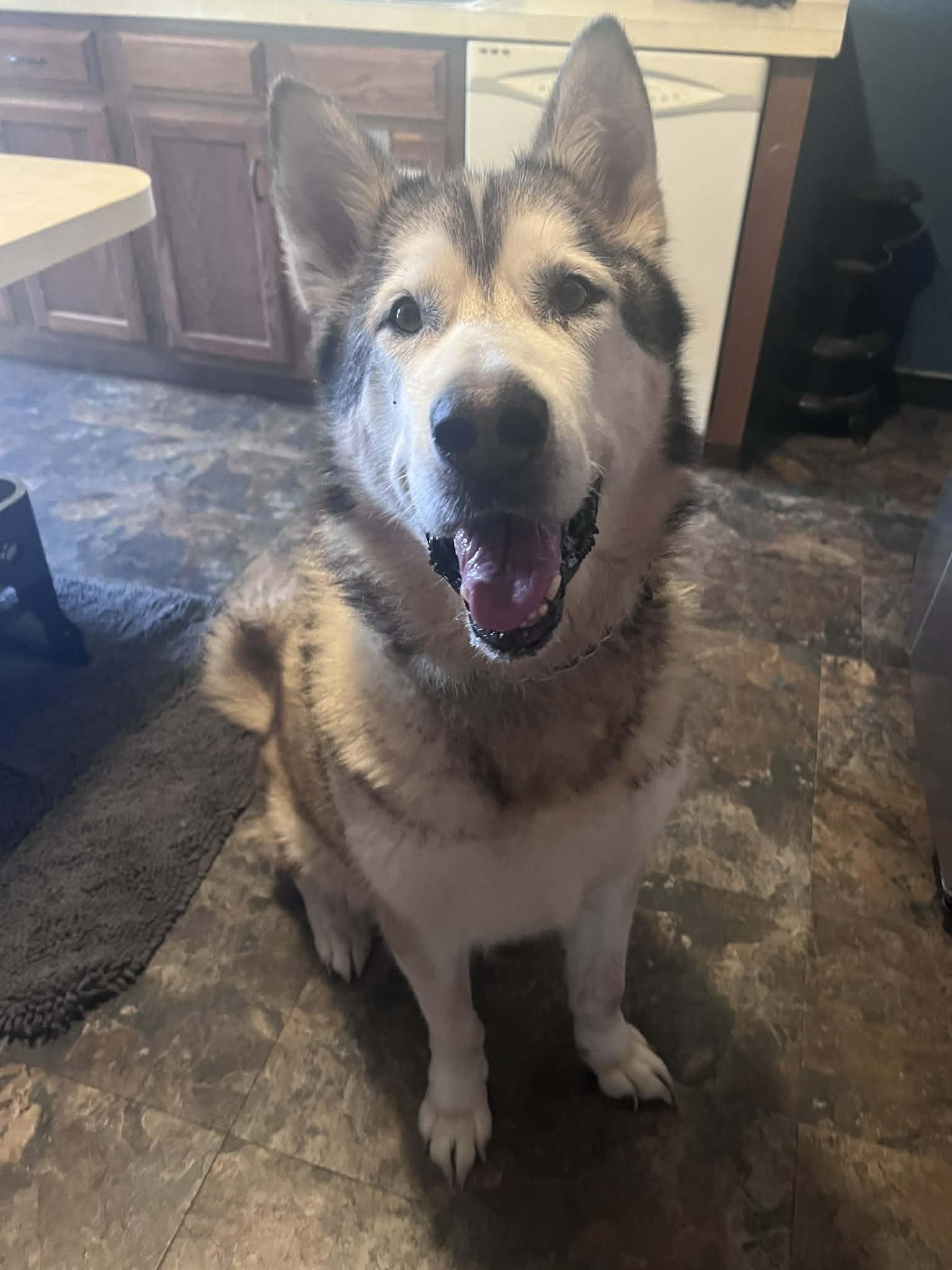 Gus, Adoptable, Adult Male Siberian Husky & Alaskan Malamute.