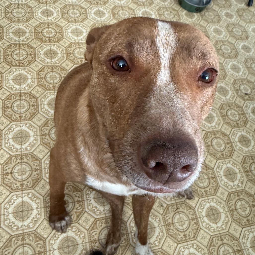 Enlarge Luna, a Adoptable Basenji in Carlin, NV image 2/3