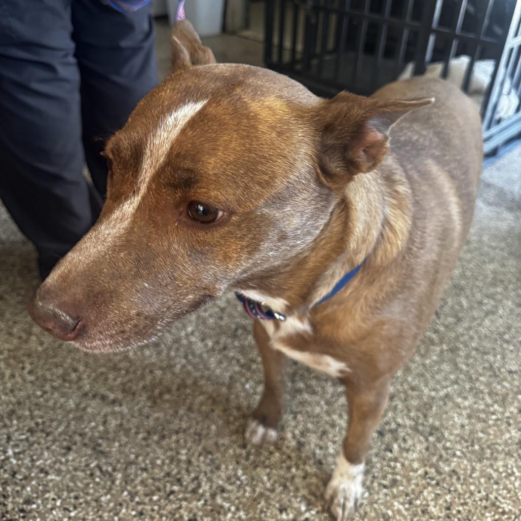 Enlarge Luna, a Adoptable Basenji in Carlin, NV image 3/3