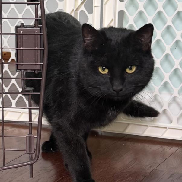 Enlarge Little, a Adoptable Domestic Short Hair in Frederick, MD image 1/1