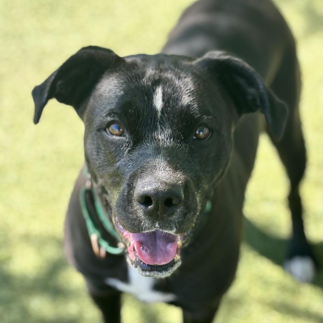 Penny, Adoptable, Adult Female Labrador Retriever & Pit Bull Terrier.
