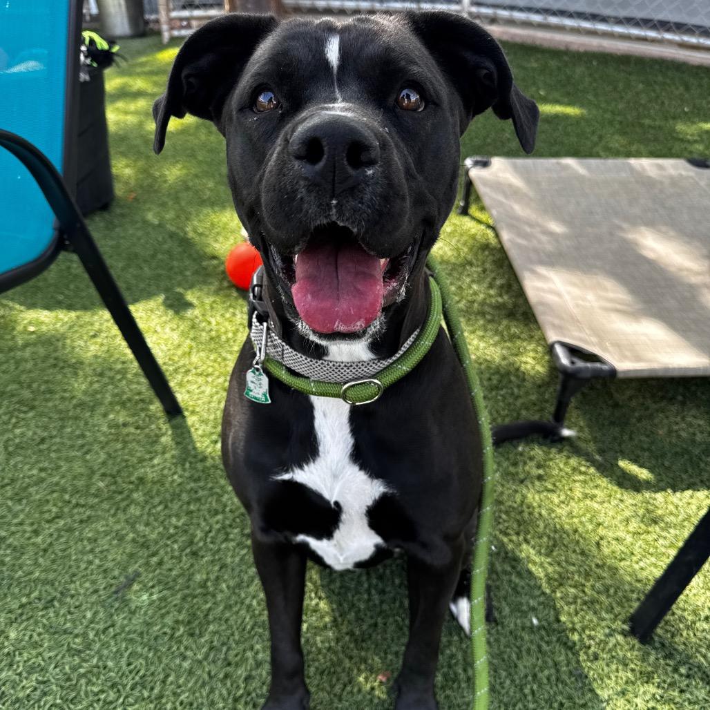 Enlarge Penny, a Adoptable mixed breed in Henderson, NV image 2/3