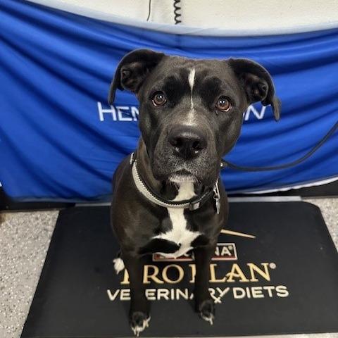 Enlarge Penny, a Adoptable mixed breed in Henderson, NV image 3/3