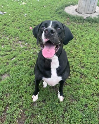 Enlarge Journey, a Adoptable mixed breed in Humboldt, IA image 1/1