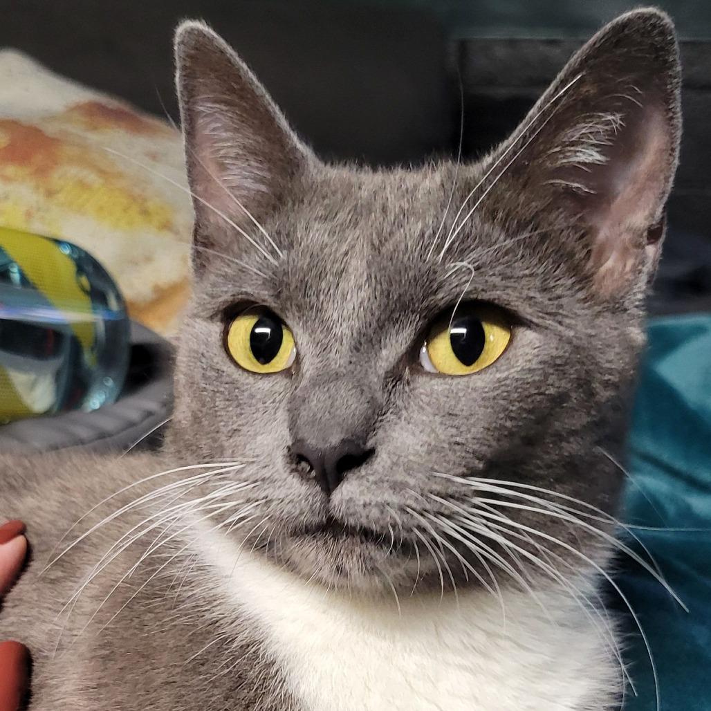 Mama Spice, Adoptable, Adult Female Domestic Short Hair.