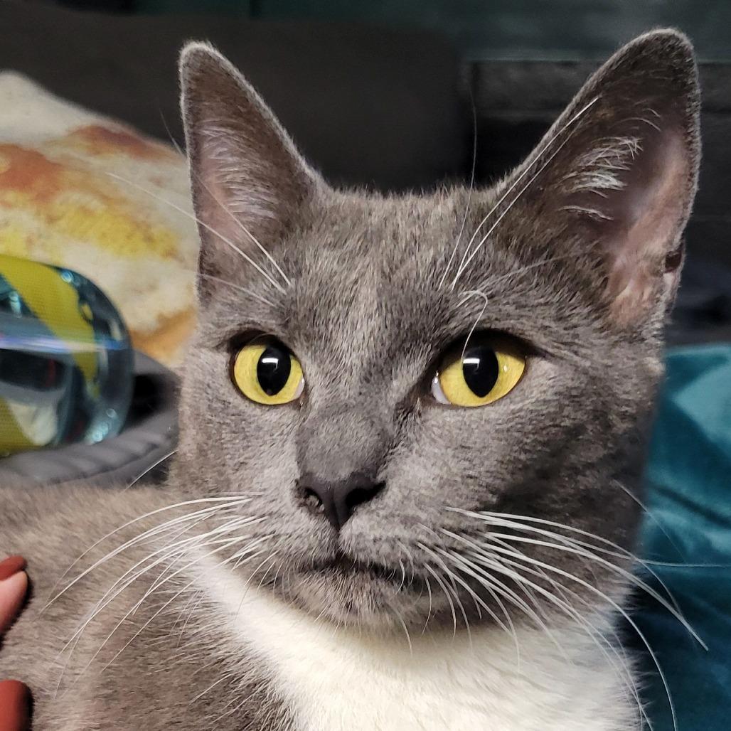 Enlarge Mama Spice, a Adoptable Domestic Short Hair in Atlanta, GA image 2/2