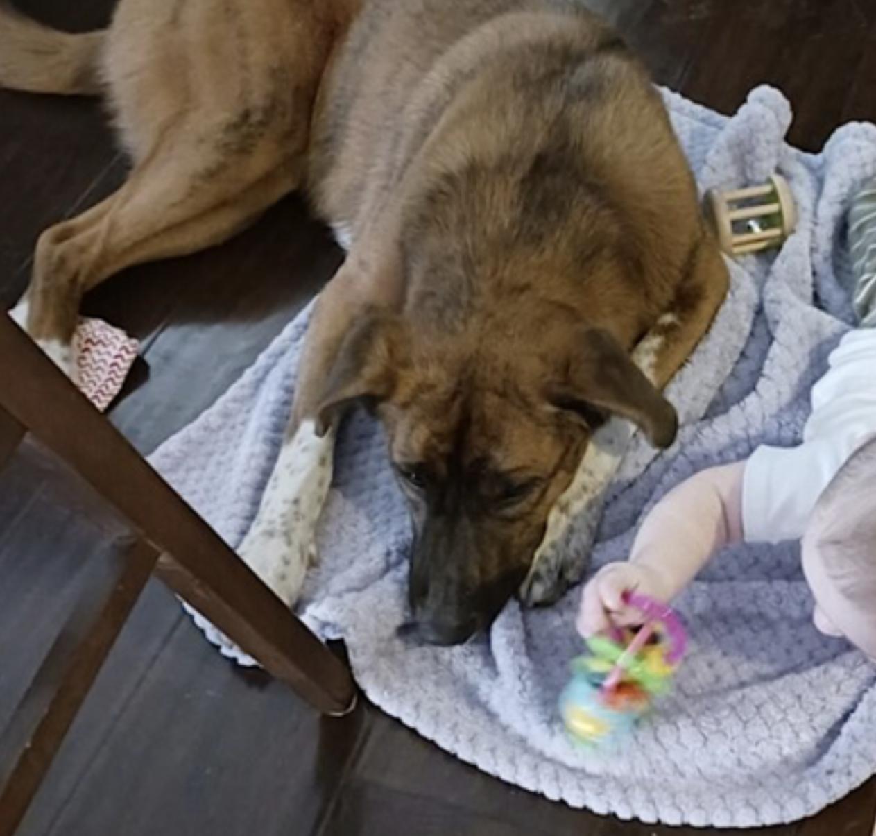 Puppy — thumbnail 5