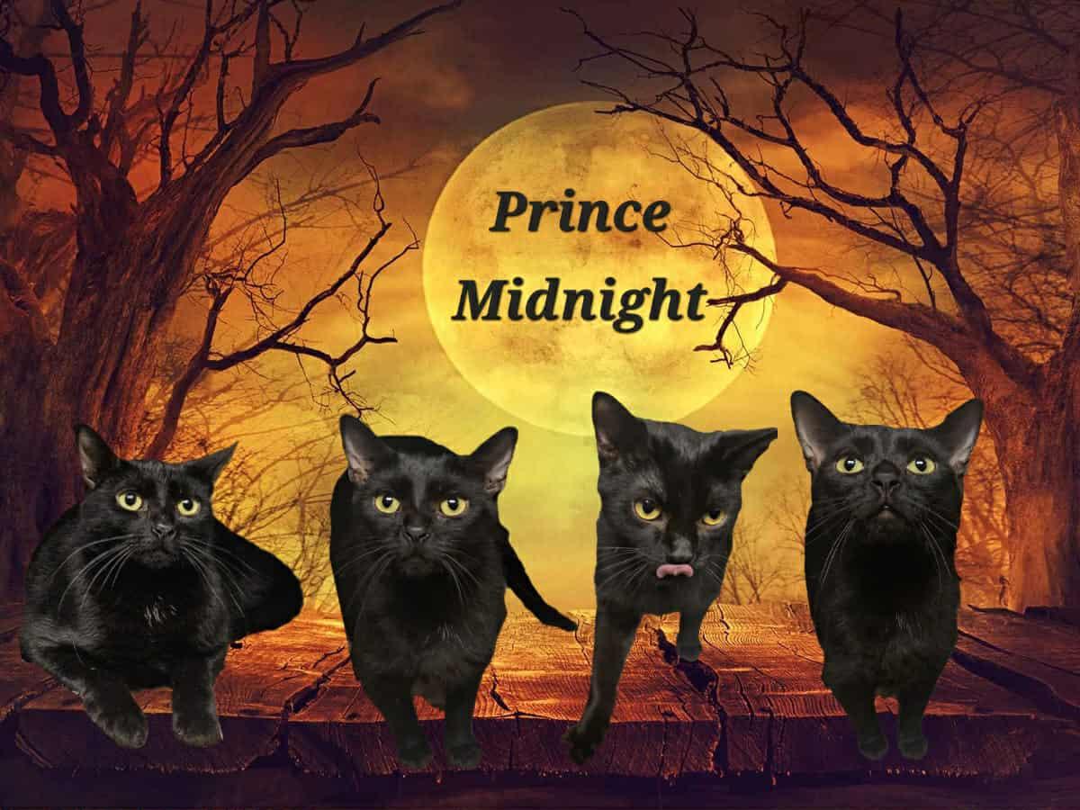 Enlarge Midnight, an adoptable Domestic Short Hair in Claridge, PA image 6/6