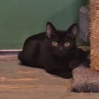 Enlarge Midnight, an adoptable Domestic Short Hair in Claridge, PA image 2/6