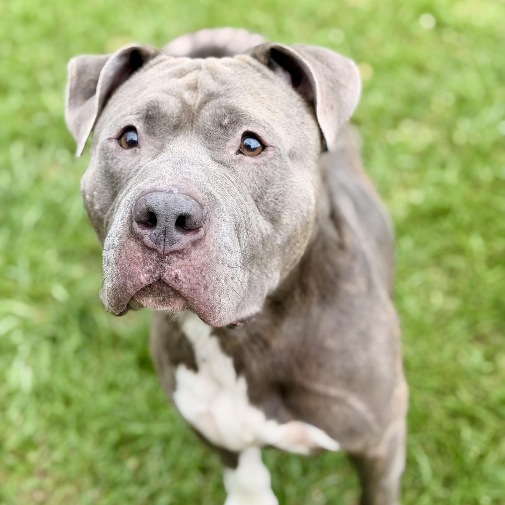 Enlarge Blue, a Adoptable Pit Bull Terrier in Manahawkin, NJ image 3/3