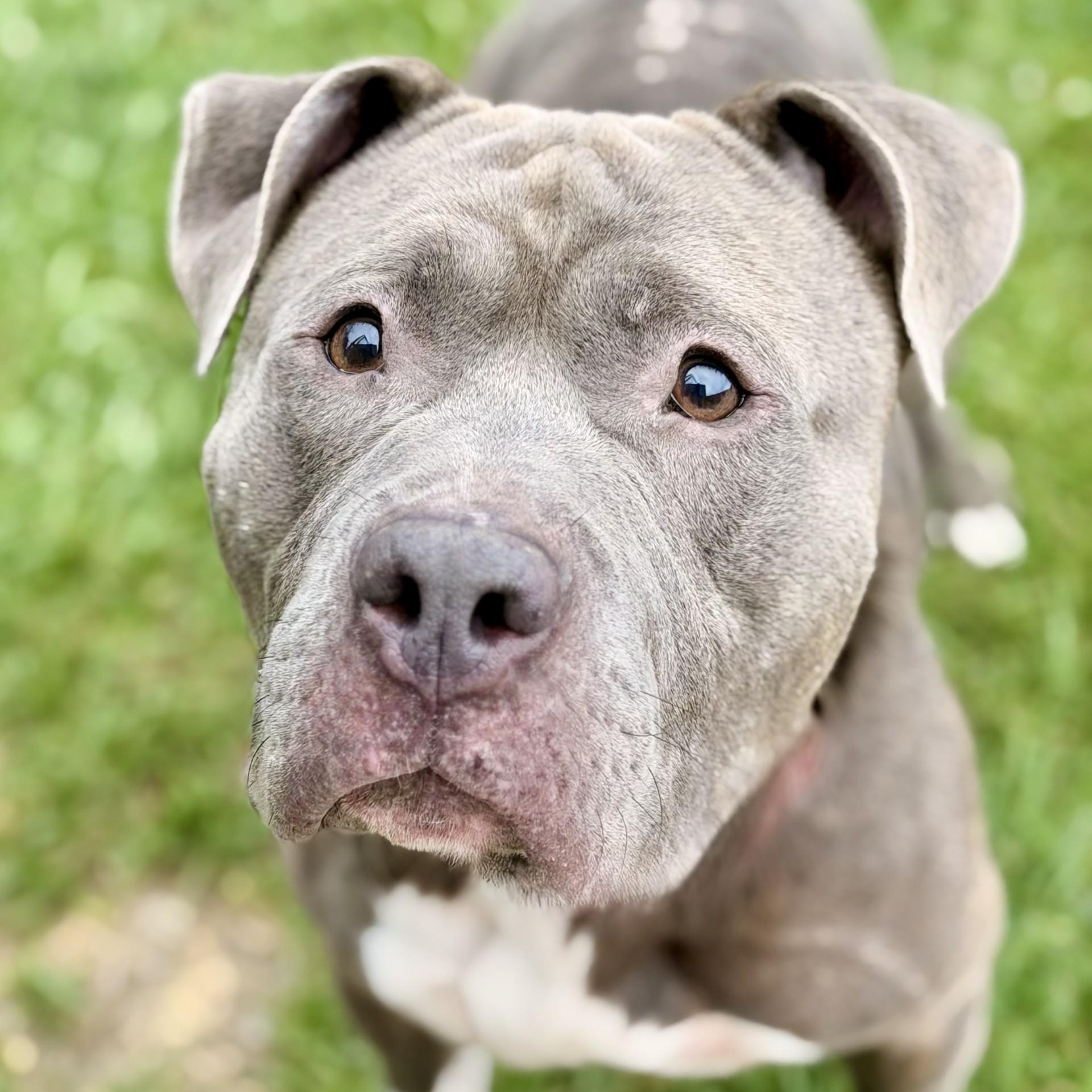 Blue, Adoptable, Adult Male Pit Bull Terrier.