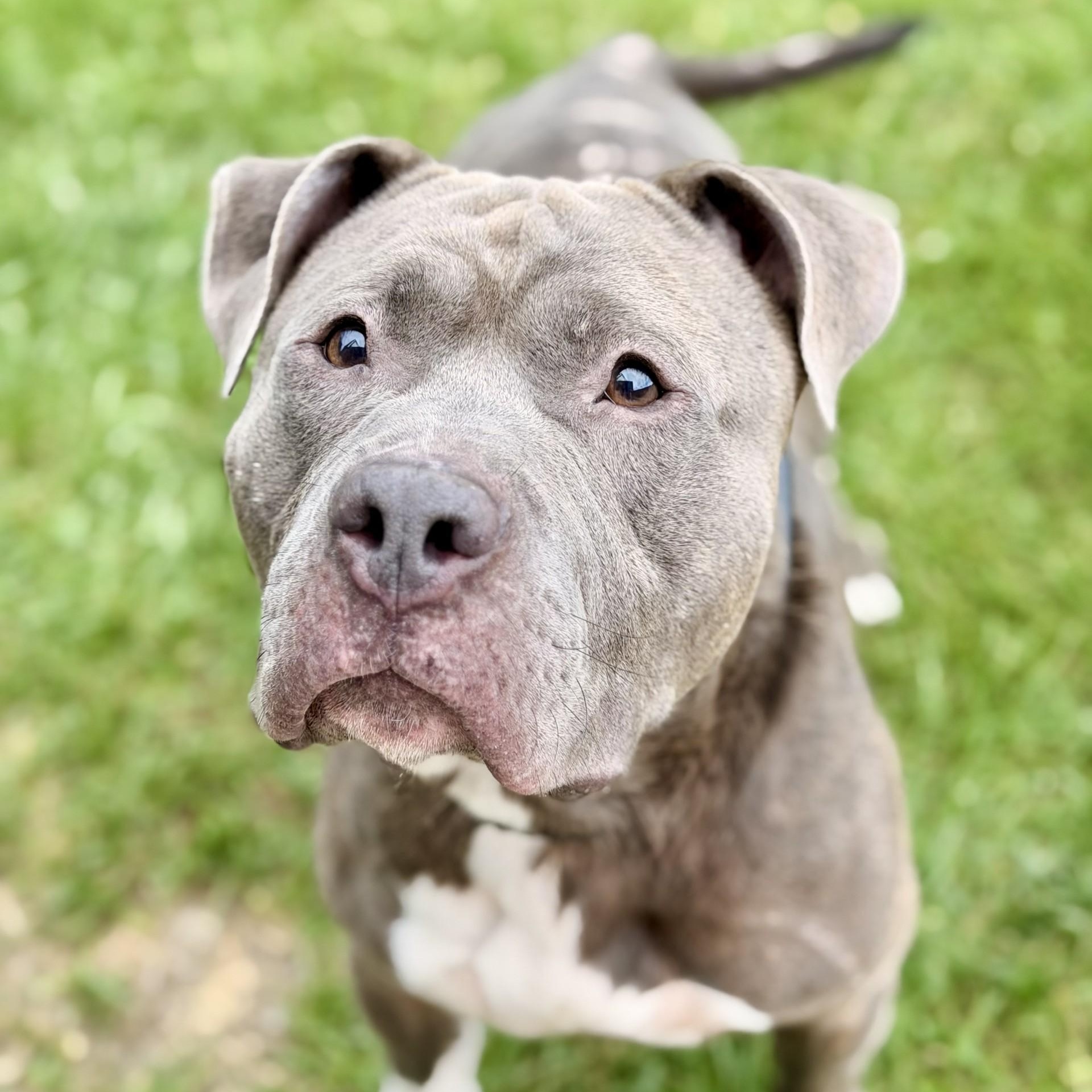 Enlarge Blue, a Adoptable Pit Bull Terrier in Manahawkin, NJ image 2/3