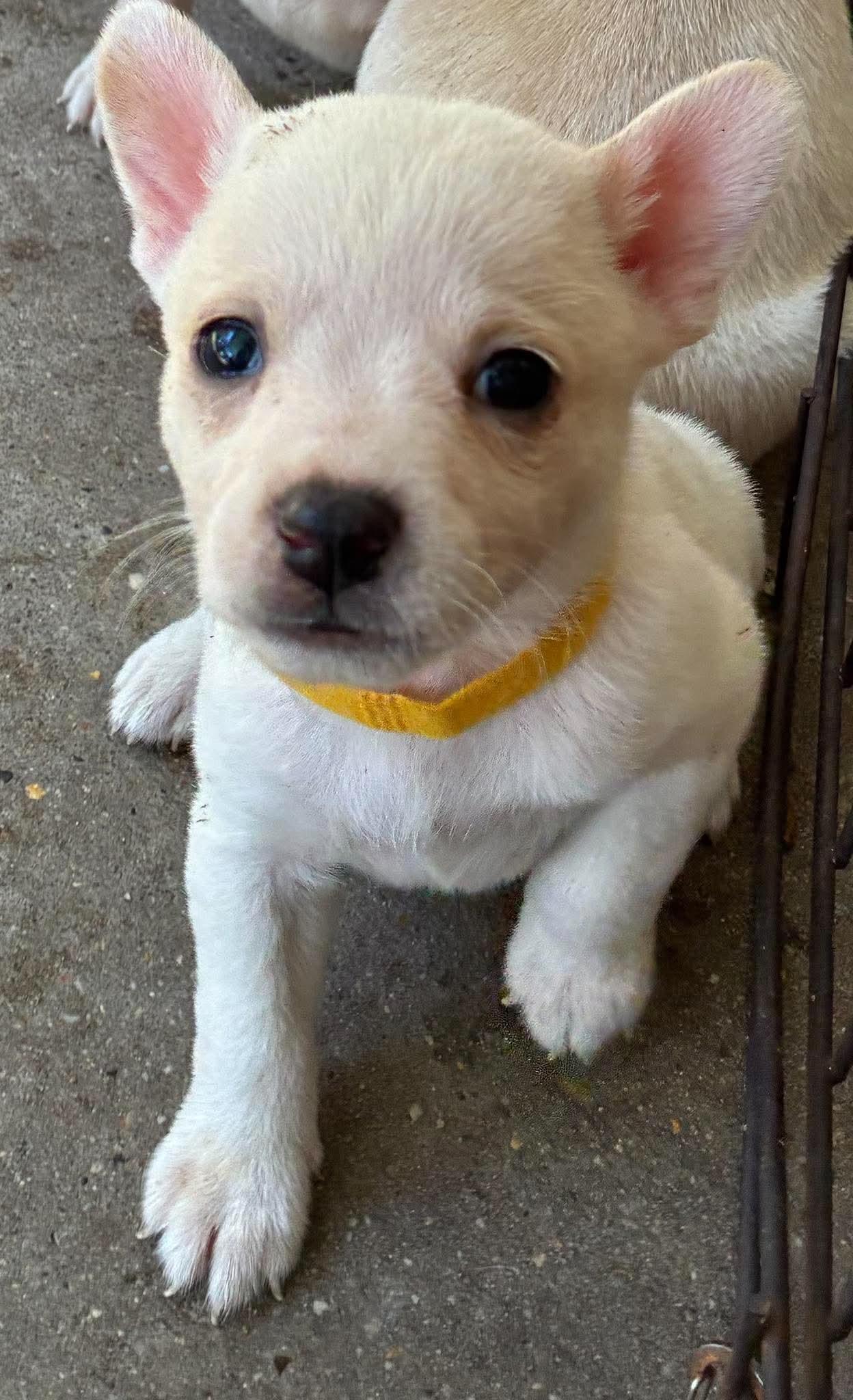 Enlarge Kurt, a Adoptable mixed breed in Farmington, CT image 4/5