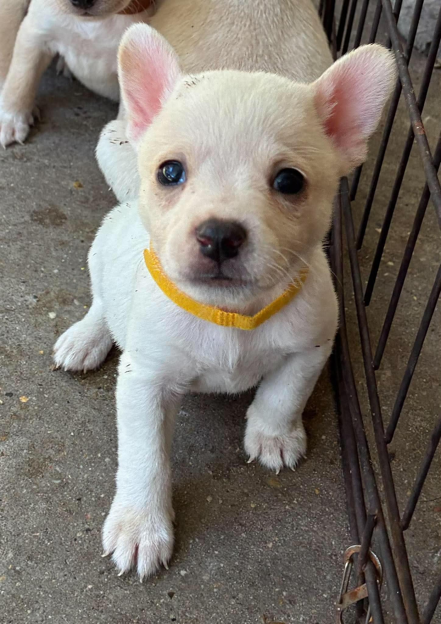 Enlarge Kurt, a Adoptable mixed breed in Farmington, CT image 5/5
