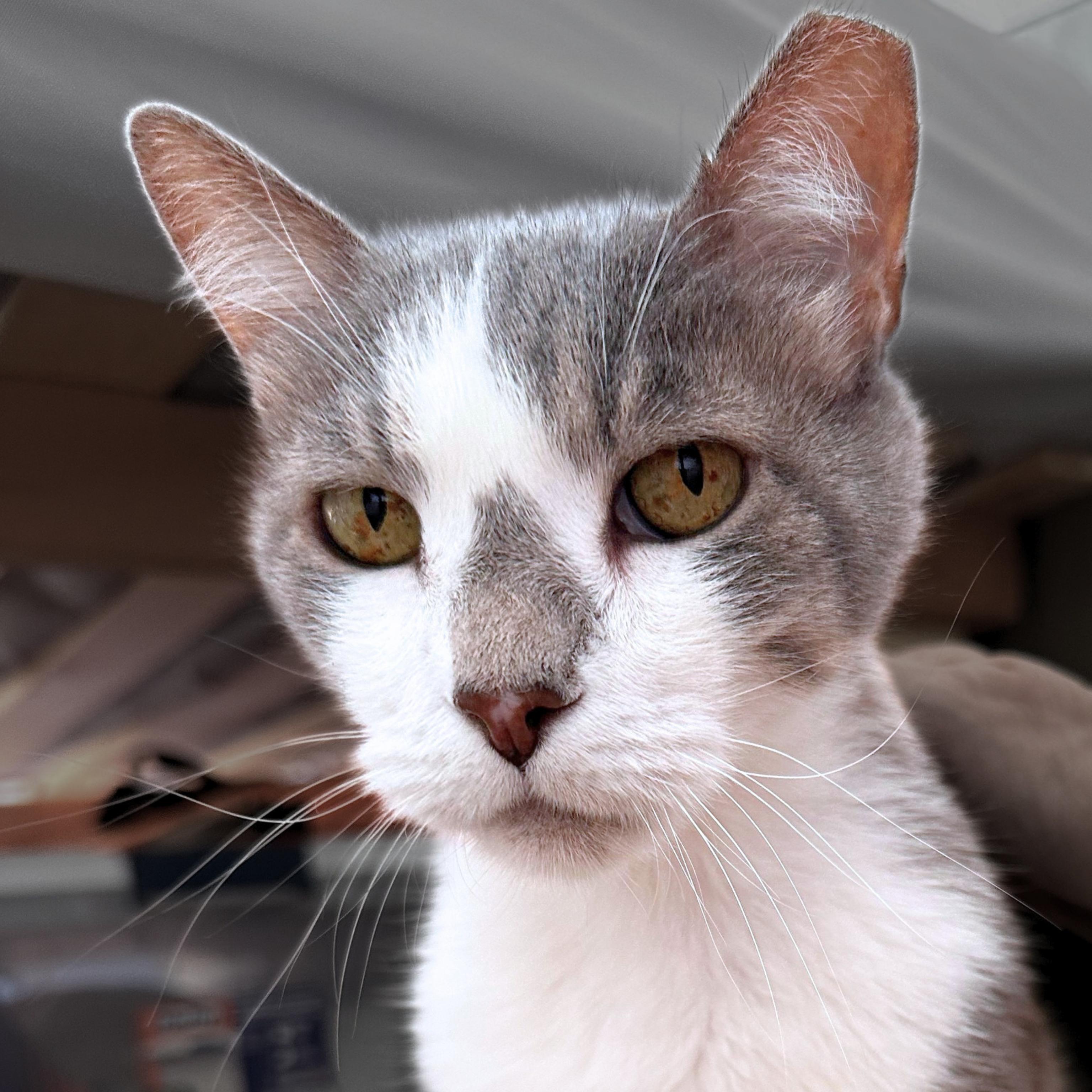 Enlarge Mickey, a Adoptable mixed breed in Santa Fe, NM image 1/6