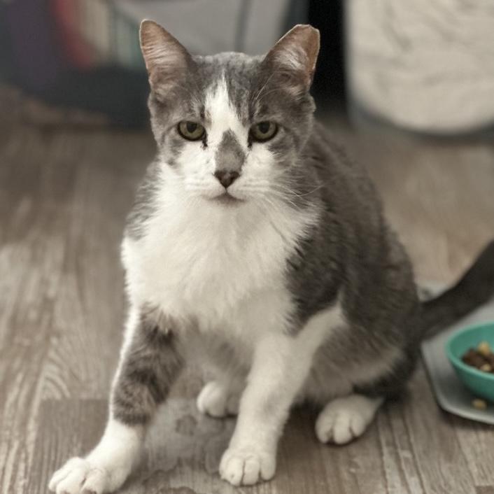 Mickey, Adoptable, Adult Female Domestic Short Hair.