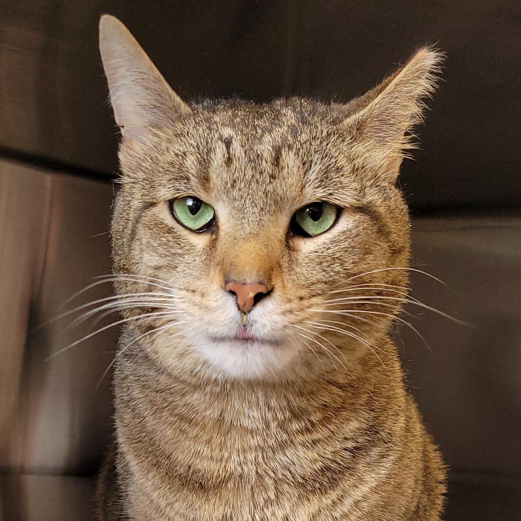 Enlarge Garchomp, a Adoptable Domestic Short Hair in Nashville, IN image 1/2