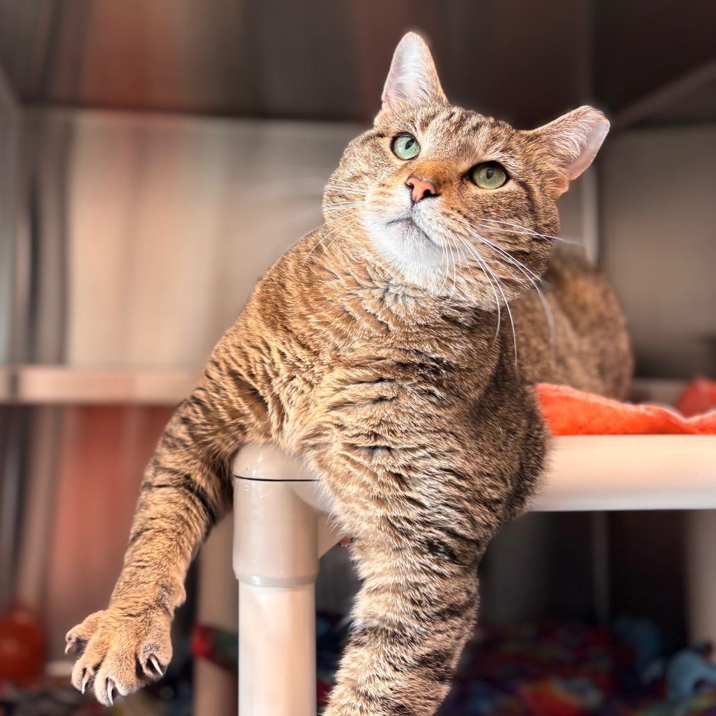 Garchomp, Adoptable, Adult Male Domestic Short Hair.