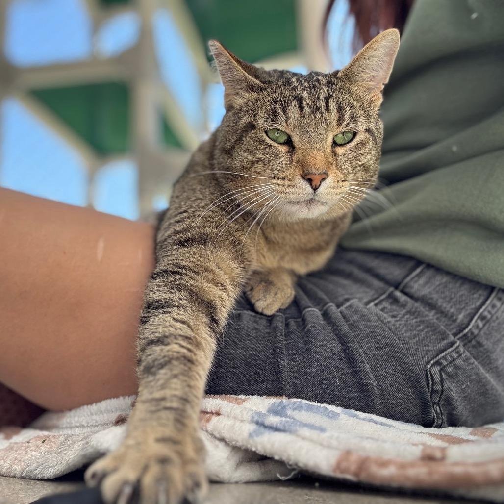 Garchomp, Adoptable, Adult Male Domestic Short Hair.