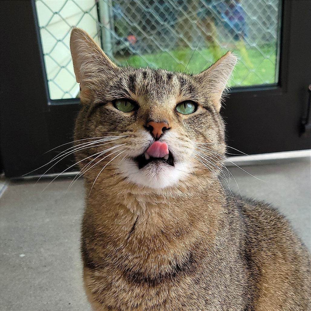 Enlarge Garchomp, a Adoptable Domestic Short Hair in Nashville, IN image 2/6