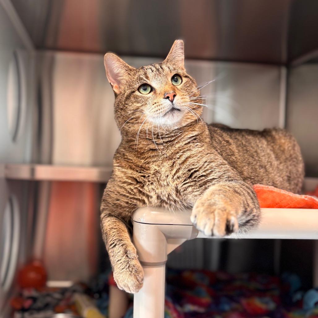 Enlarge Garchomp, a Adoptable Domestic Short Hair in Nashville, IN image 3/6