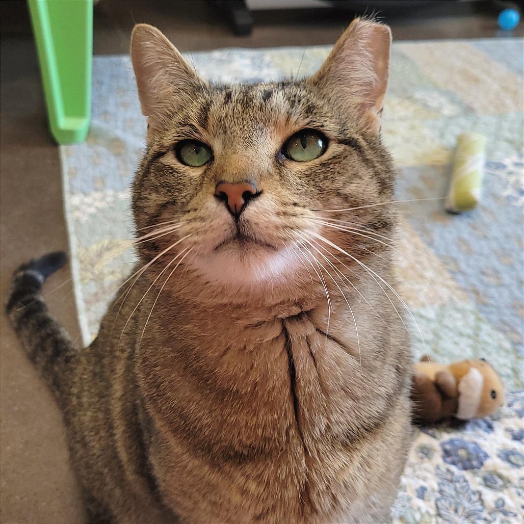 Enlarge Garchomp, a Adoptable Domestic Short Hair in Nashville, IN image 4/6