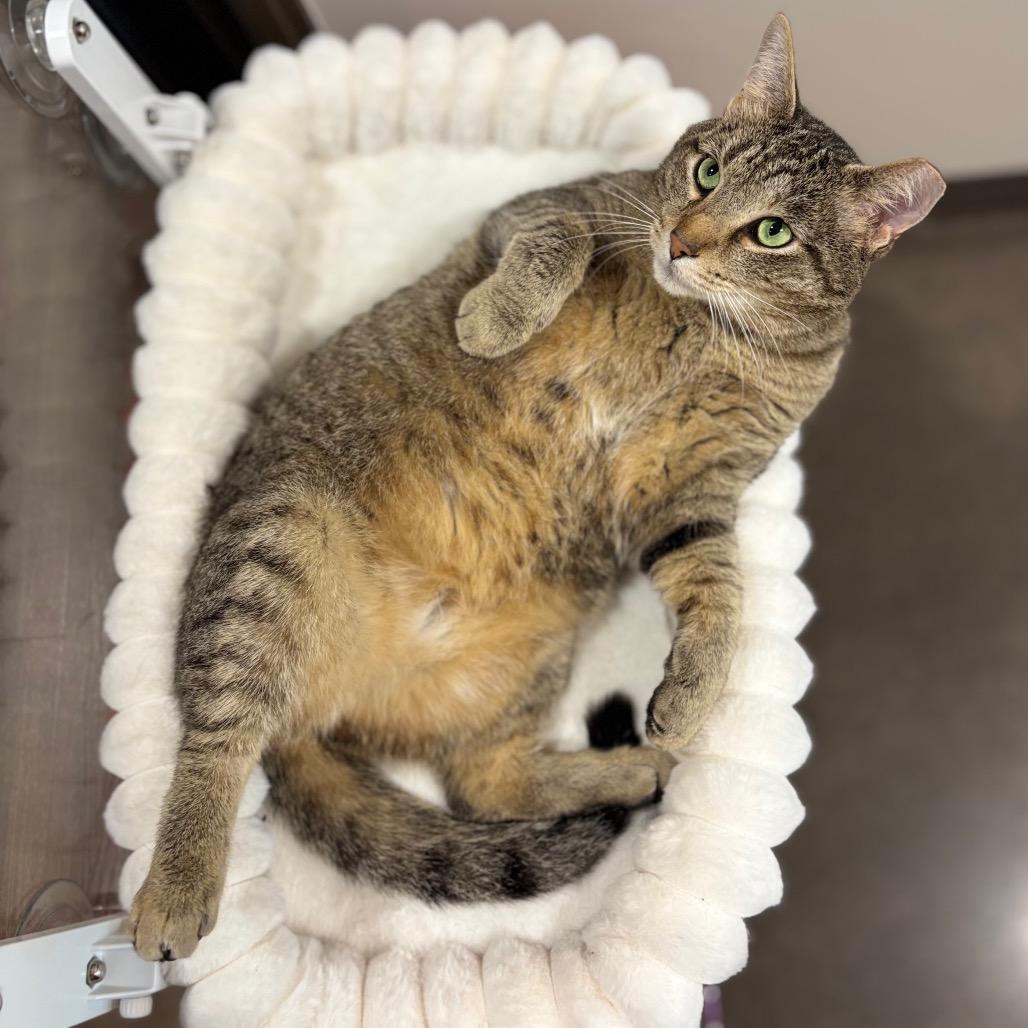 Garchomp, a Adoptable Domestic Short Hair in Nashville, IN image 4/6