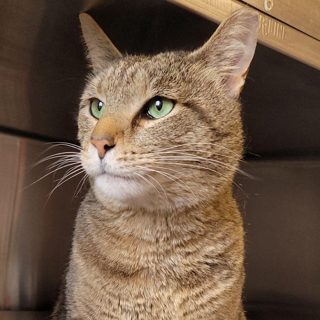 Enlarge Garchomp, a Adoptable Domestic Short Hair in Nashville, IN image 2/2