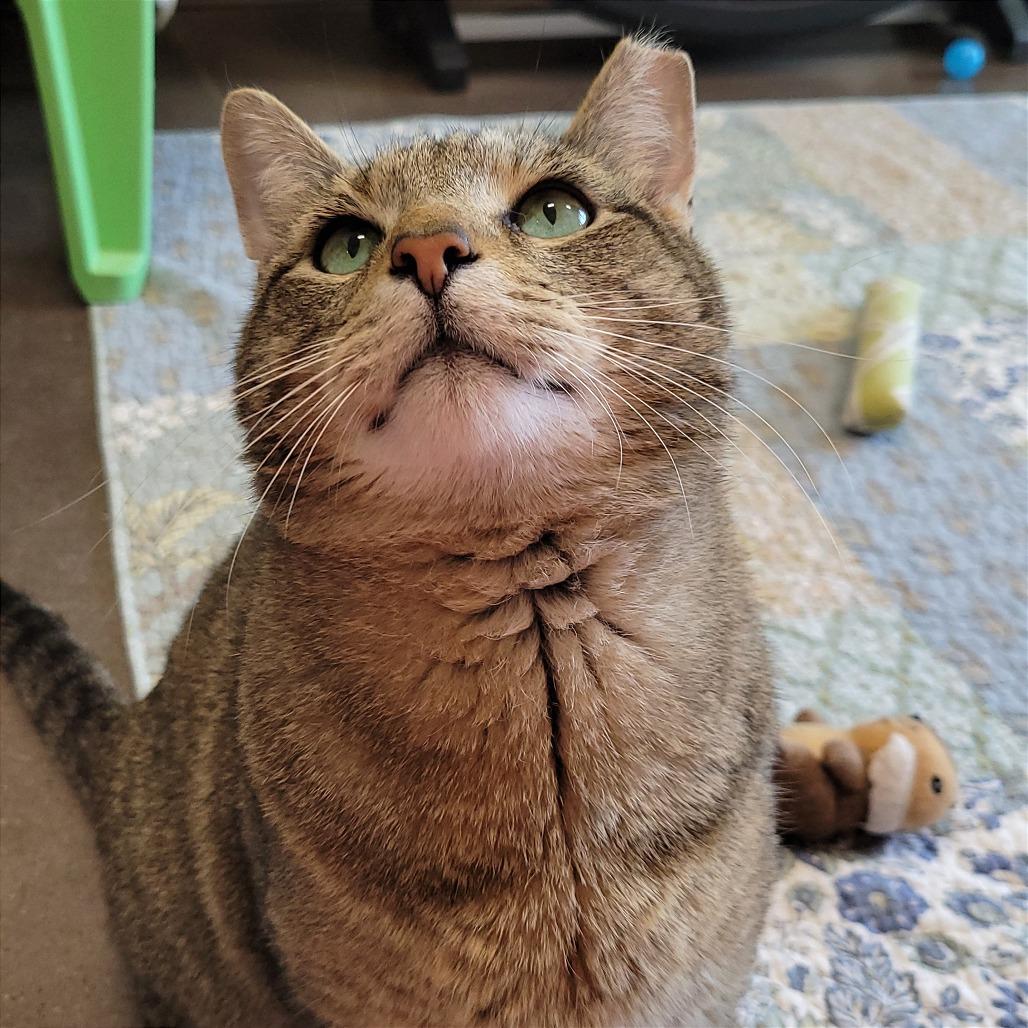 Enlarge Garchomp, a Adoptable Domestic Short Hair in Nashville, IN image 5/6