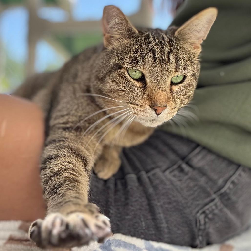 Enlarge Garchomp, a Adoptable Domestic Short Hair in Nashville, IN image 6/6