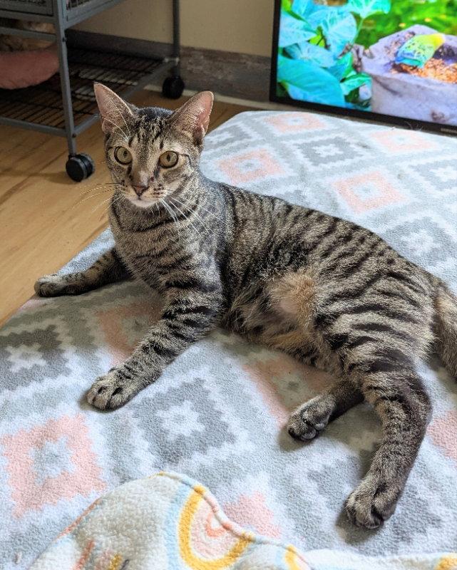 Steven Seagal, Adoptable, Young Male Tabby & Domestic Short Hair.