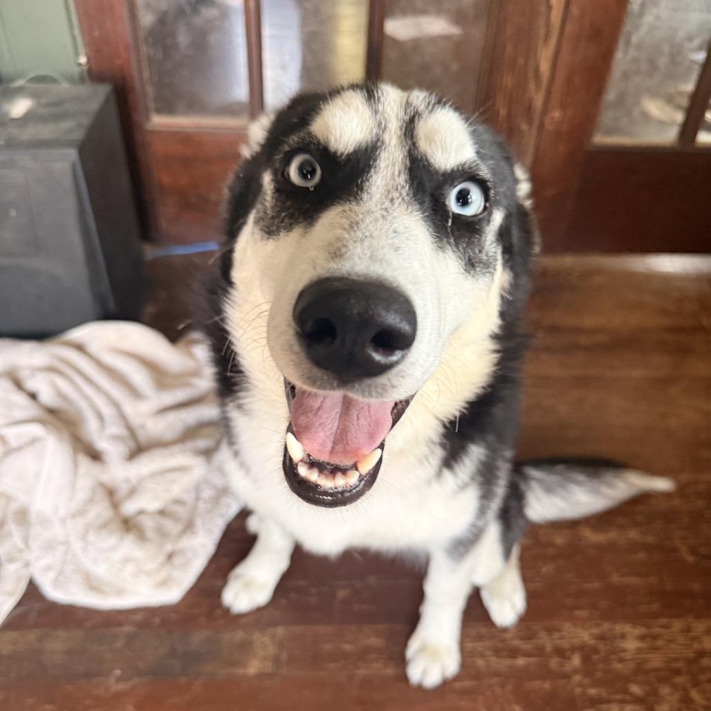 Josie, Adoptable, Young Female Husky.