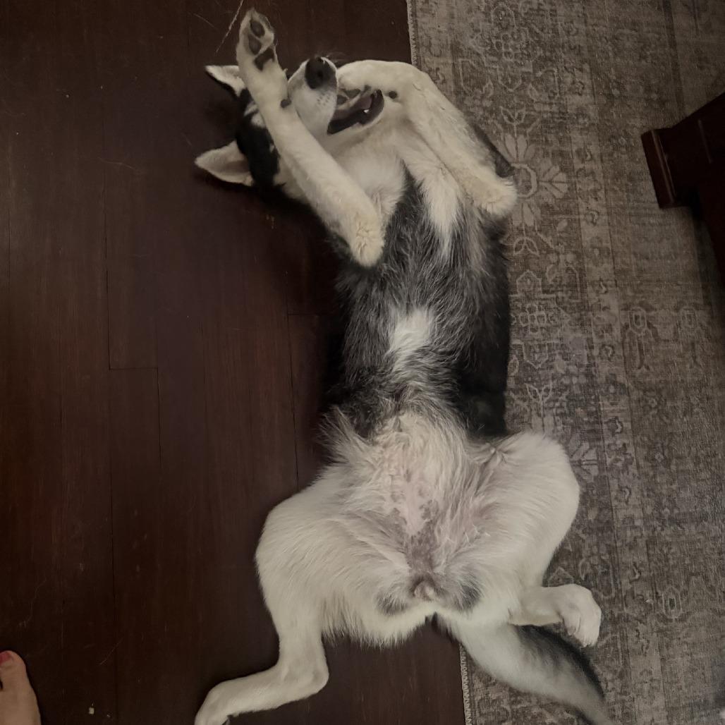 Josie, a Adoptable Husky in Beaumont, TX image 2/6