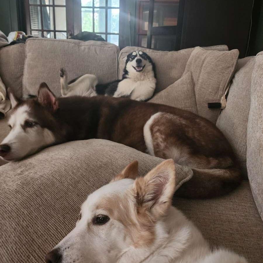 Josie, a Adoptable Husky in Beaumont, TX image 3/6