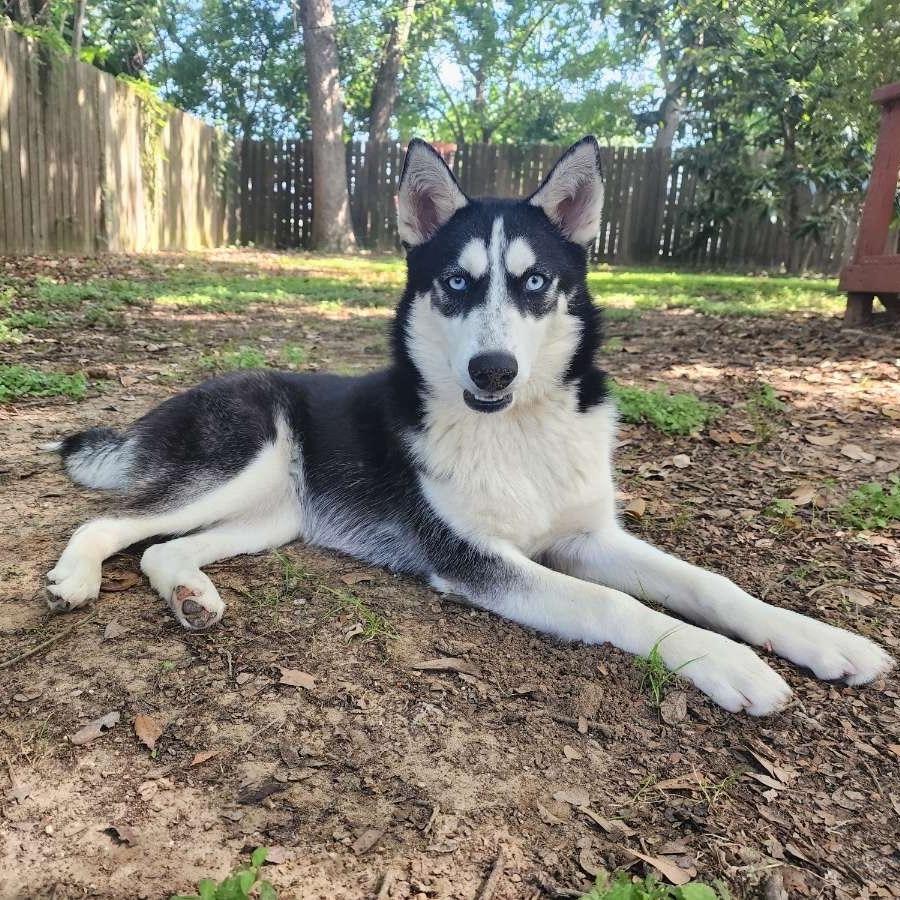 Josie, a Adoptable Husky in Beaumont, TX image 4/6