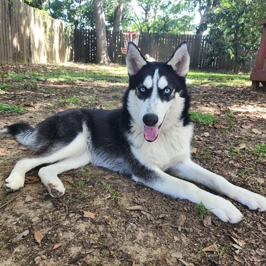 Josie, a Adoptable Husky in Beaumont, TX image 5/6
