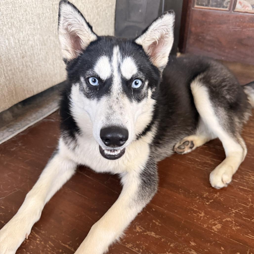 Josie, a Adoptable Husky in Beaumont, TX image 6/6