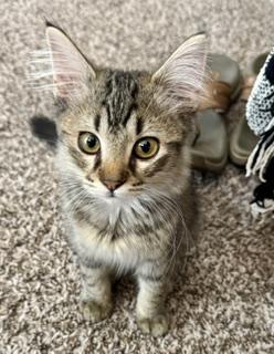 Enlarge Cayenne, a Adopted Domestic Medium Hair in Noble, OK image 1/1