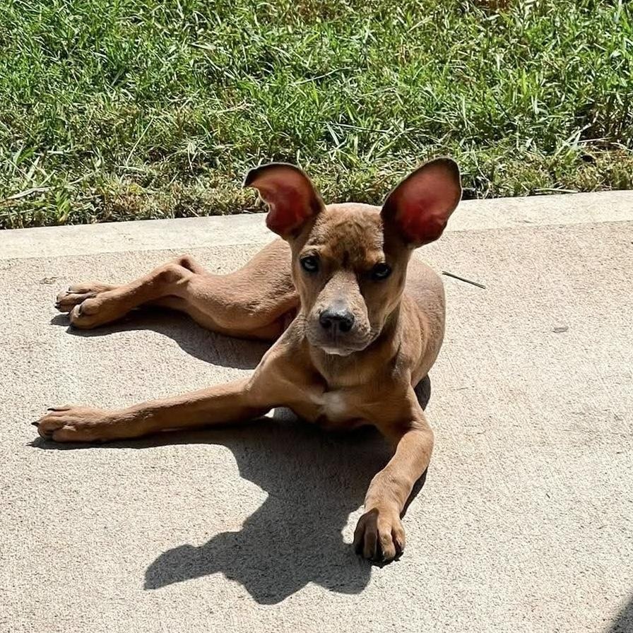 Enlarge Pocket baby Jerry, a Adoptable mixed breed in West Hartford , CT image 6/6