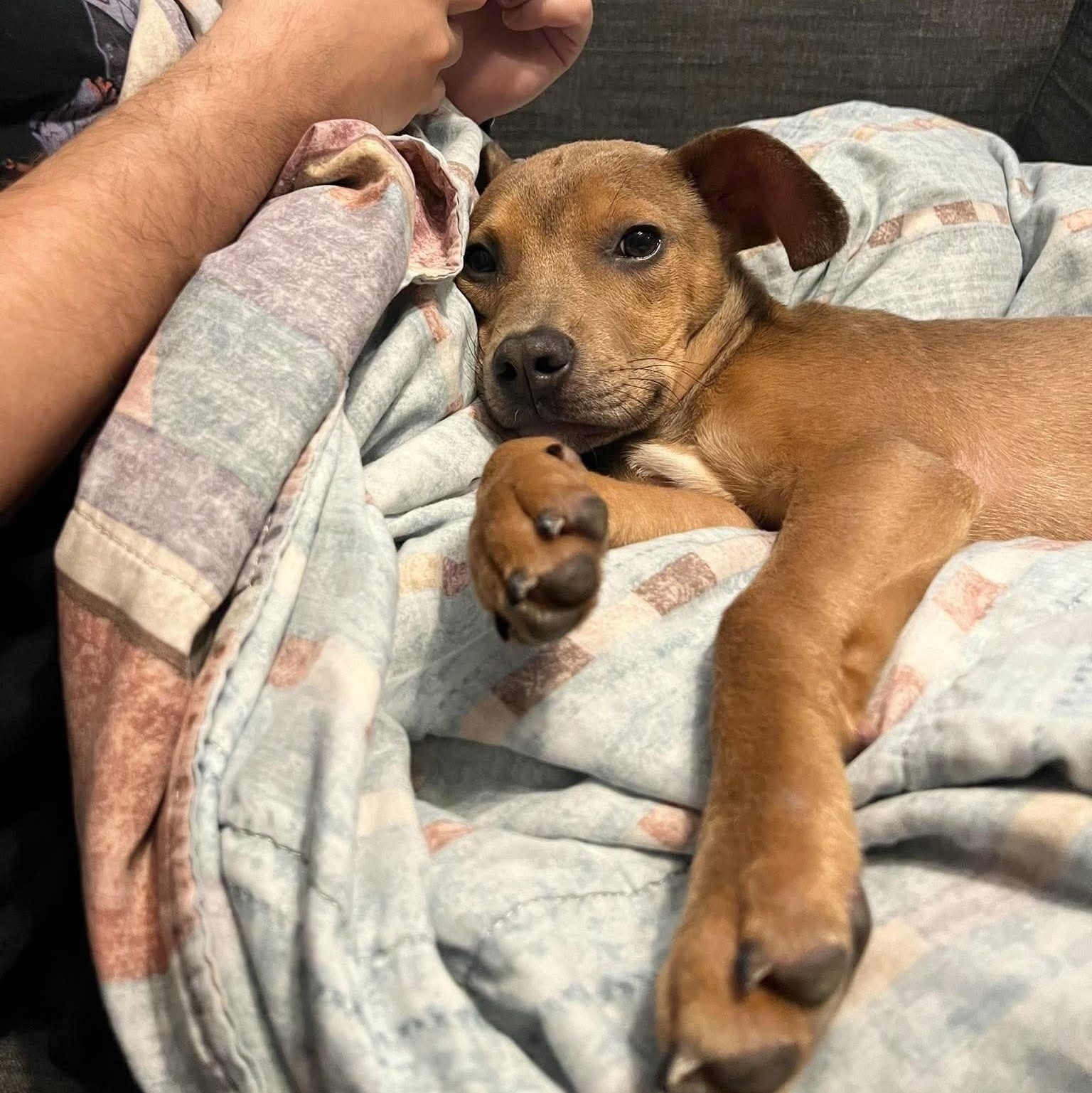 Pocket baby Jerry, Adoptable, Puppy Male Pit Bull Terrier & Staffordshire Bull Terrier.