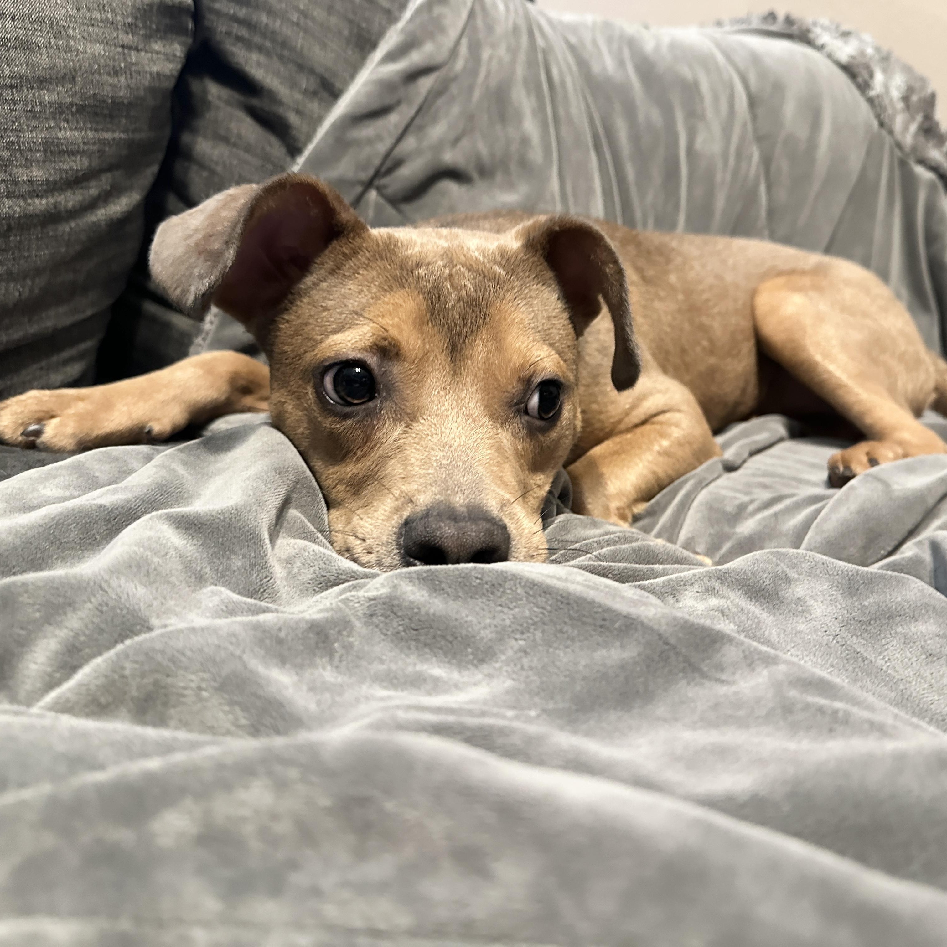 Enlarge Pocket baby Jerry, a Adoptable mixed breed in West Hartford , CT image 2/6
