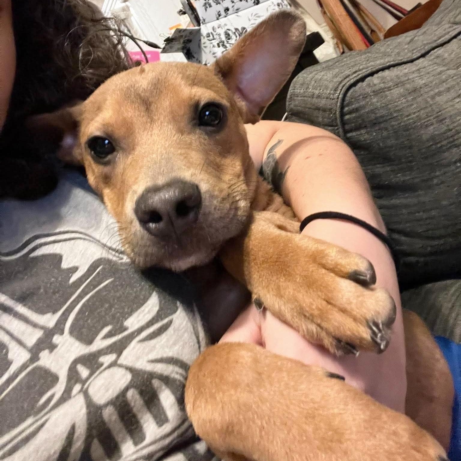 Enlarge Pocket baby Jerry, a Adoptable mixed breed in West Hartford , CT image 4/6