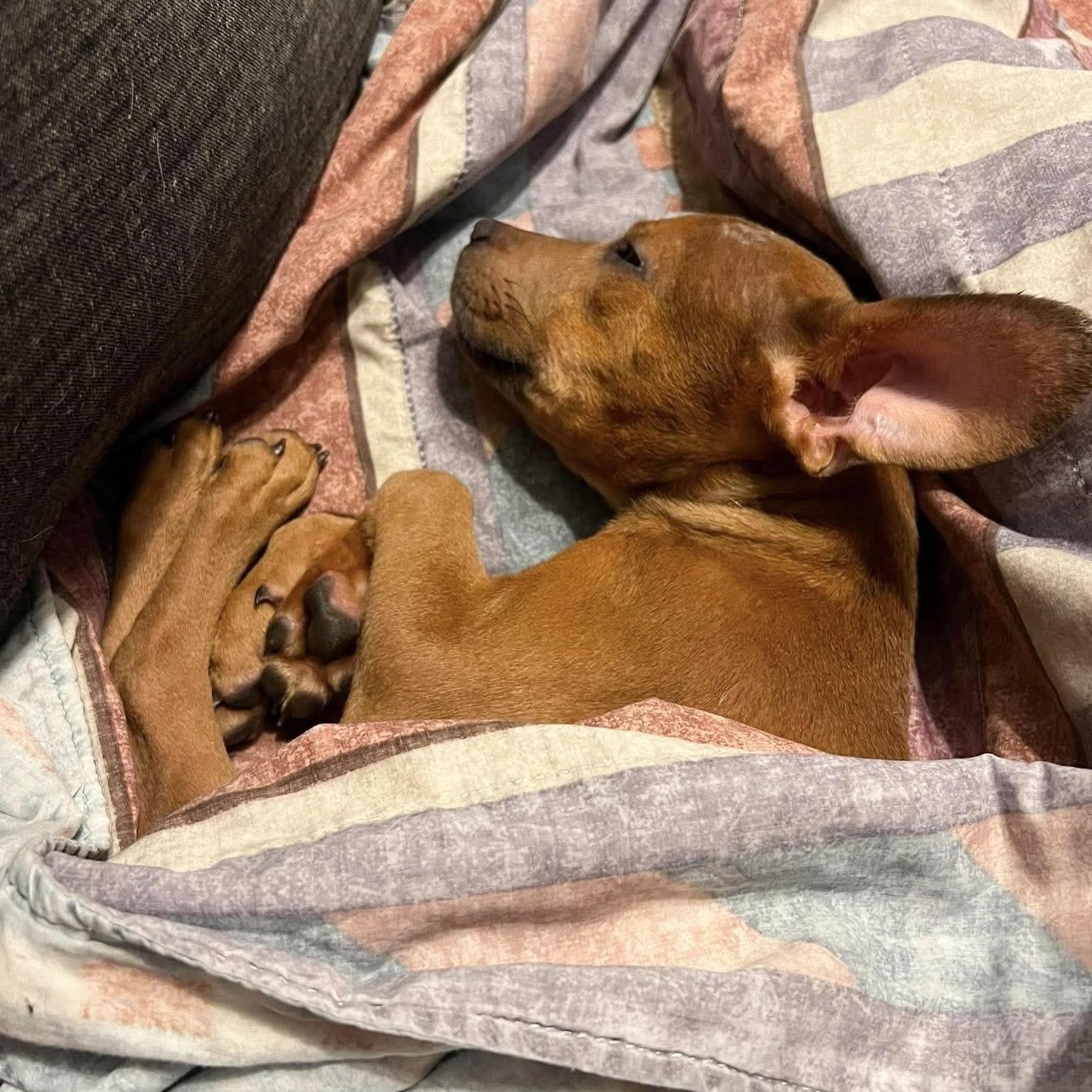 Enlarge Pocket baby Jerry, a Adoptable mixed breed in West Hartford , CT image 5/6